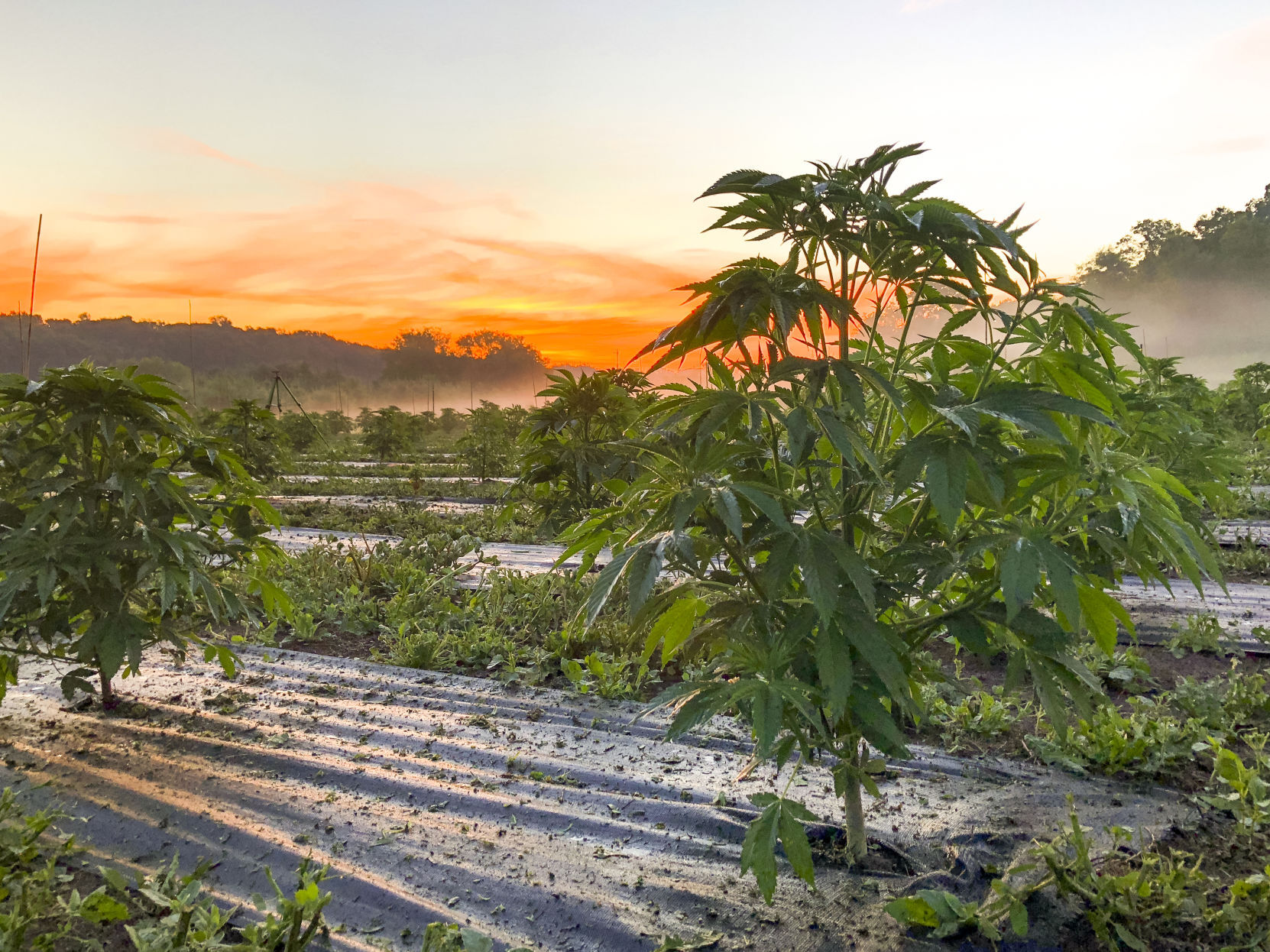 Kattia Jimenez Mount Horeb Hemp
